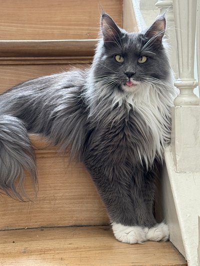 Femelle Maine Coon