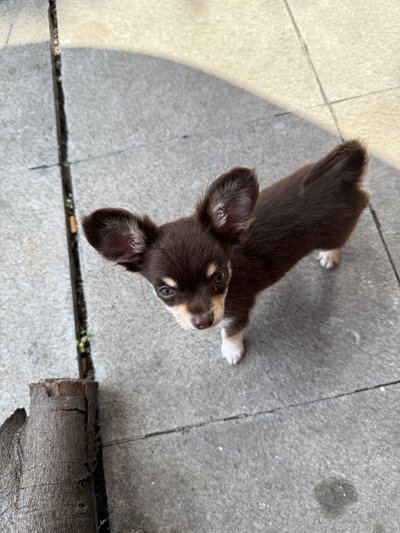 Chihuahua