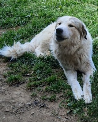 Chienne Patou