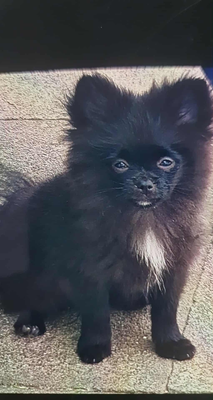 Spitz pomeranian noir femelle
