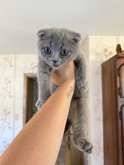 Chaton Scottish