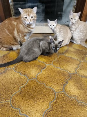 Sphynx croise