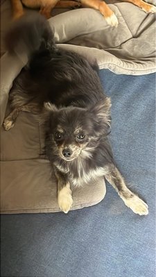 Chihuahua mâle castrer