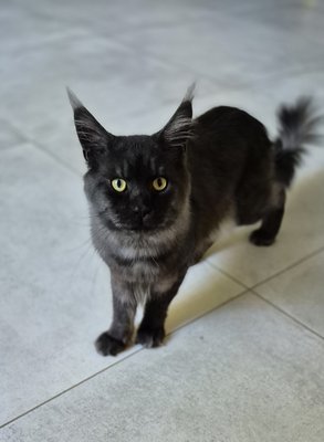 Maincoon mâle black smoke adulte