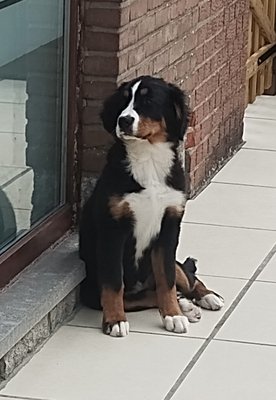 Chiot bouvier bernois de 4 mois
