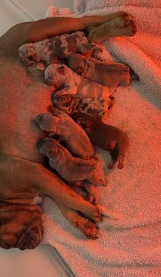 Bouledogue francais merle(silver et lilac),bleu tan,fawn