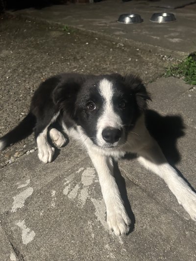 Chiot border collie à donner