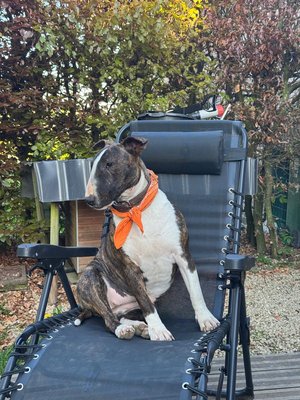 Bull terrier