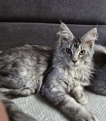 Chaton maine coon