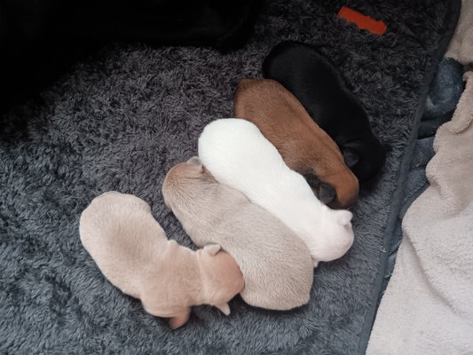 Chiots chihuahua