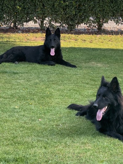 Berger allemand noir à vendre adulte avec pédigrée