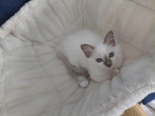 Chatons pour compagnie