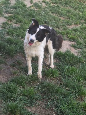 Femelle border collie