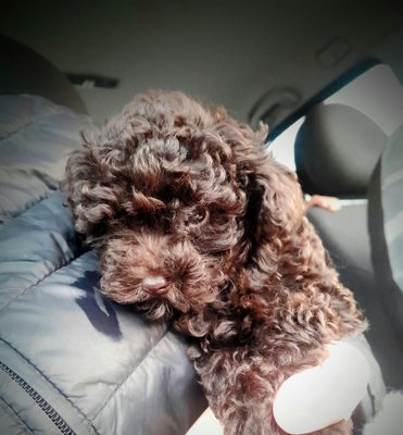 Toy caniche choco 8 semaine