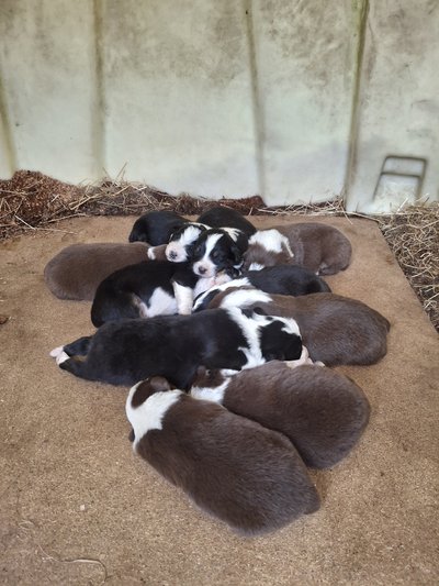 Chiots berger australien