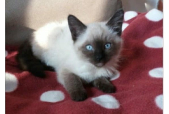 4 Adorables Chatons Siamois à vendre