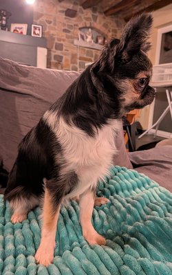 Superbe femelle chihuahua FCI poils longs