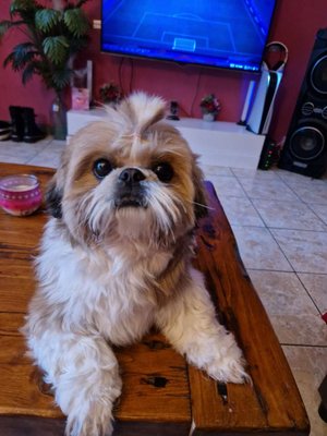 Shih Tzu femelle