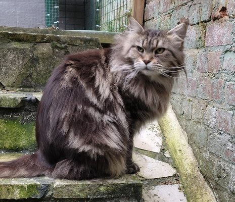 Superbe femelle maine coon adulte