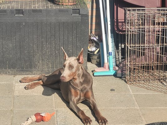 Doberman isabelle F 8 mois.