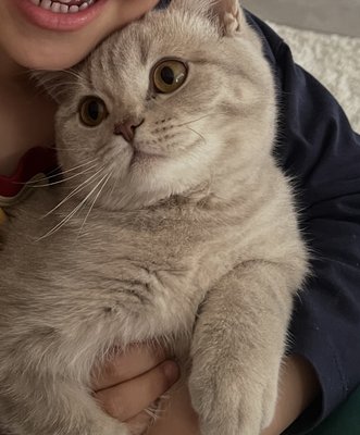 💙 Magnifique British Shorthair femelle   1 an