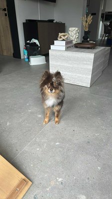 Spitz nain