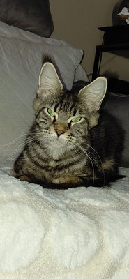 Maine coon de 2 ans avec pedigré
