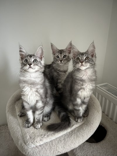 🐾 Chatons prêt à partir 🩶