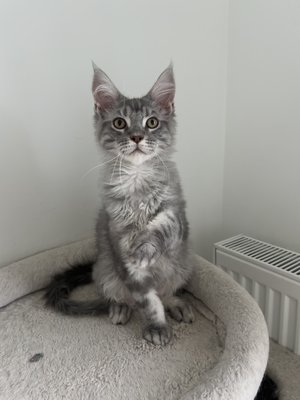 🐾 dernier baby coon 🩶