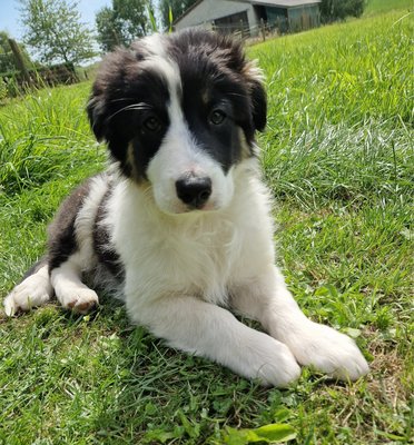 Chiots Berger australien