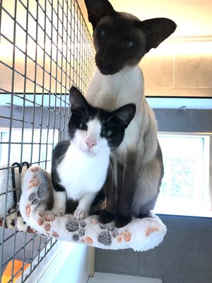 A donner, 2 chats orientaux