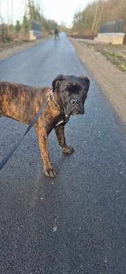 Cane corso 12 mois