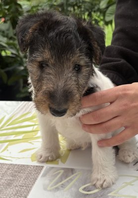 Fox terriers a poils durs