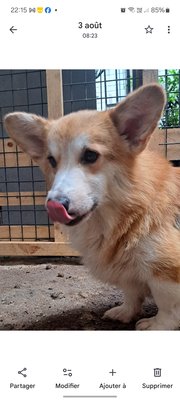 Mâle corgi de 4 ans