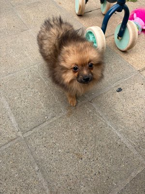 Femelle spitz