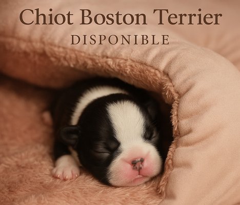 Femelle Boston terrier