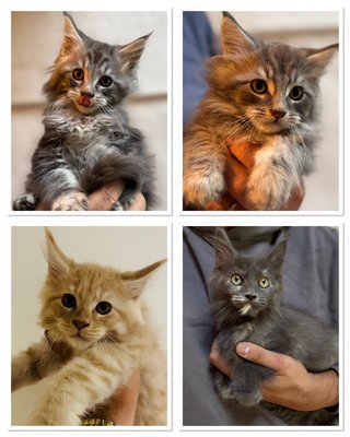 Magnifiques chatons Maine Coon disponible de suite