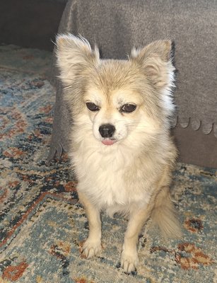 Chihuahua à donner