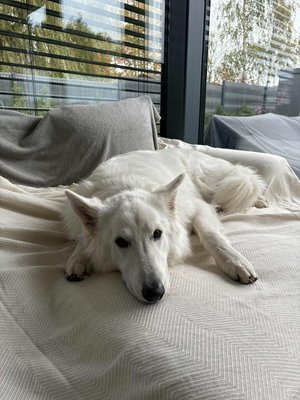 Berger Blanc Suisse femelle 2 ans à donner