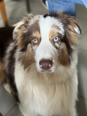 Berger australien rouge merle pedigree