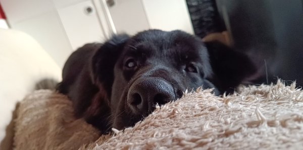 A donner Golden Retriever croisé Berger Allemand