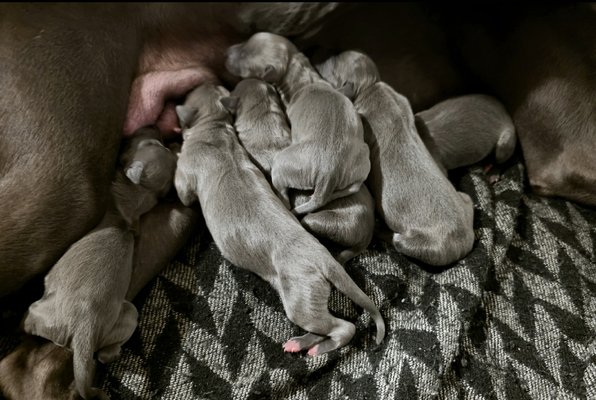 Élevage du château de Bossière