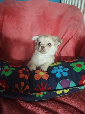 Jeune chihuahua - poils mi-longs