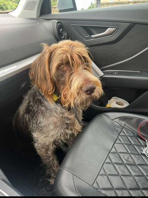 A Donner contre bons soins très bon chien