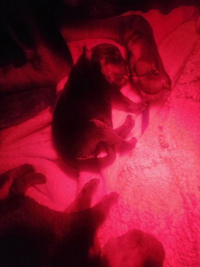 Bébé Rottweiler pure race