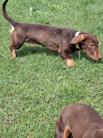 Teckel poil dur chocolat