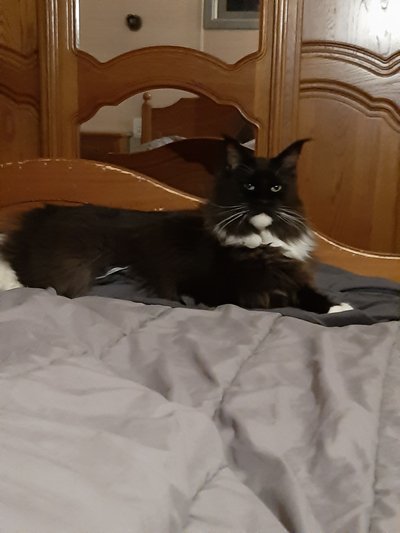 Maine coon a replacer