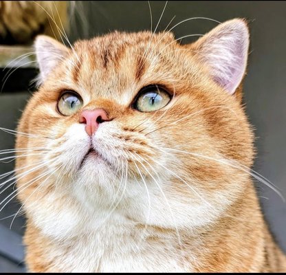 British SH adulte 2 ans Doudou