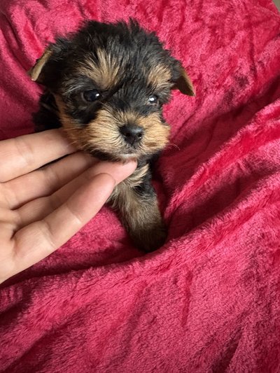 Magnifique petit mâle 💙