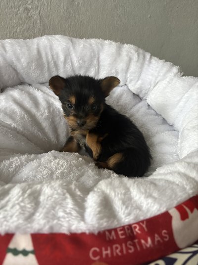 Rémi disponible de suite